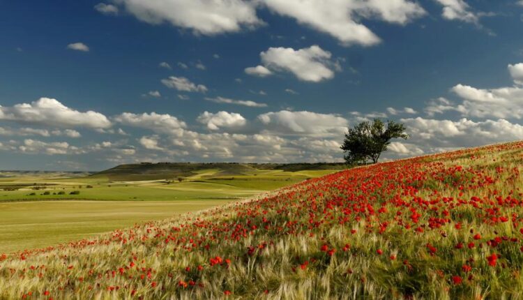 سری چهل و پنجم والپیپر های طبیعت   Nature Wallpapers