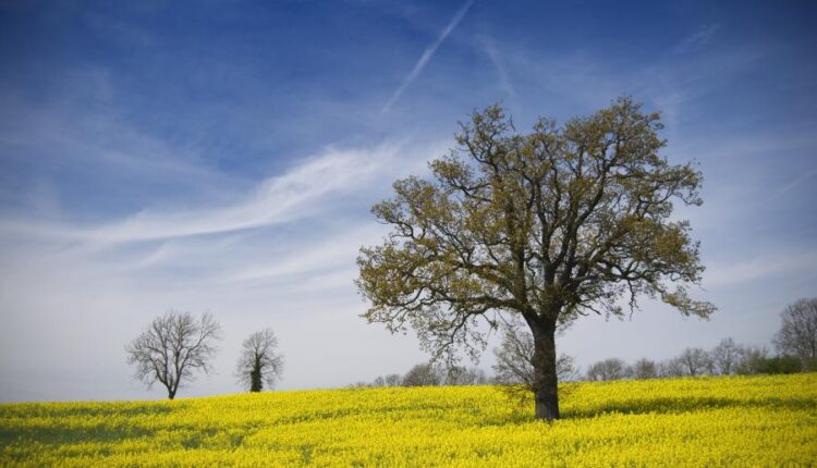 سری سی و هفتم عکس زمینه های طبیعت   Nature Wallpapers