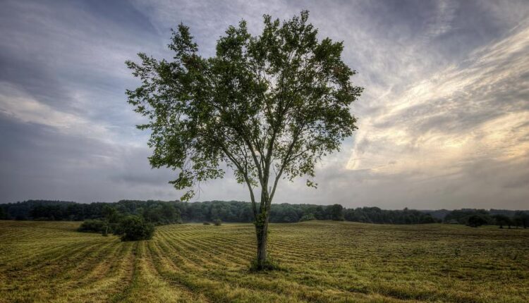 سری سی و نهم بک گراند های طبیعت   Nature Wallpapers