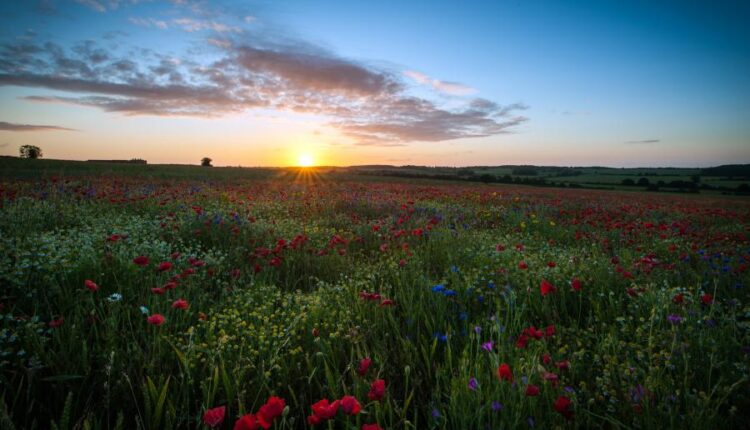 سری سی و نهم بک گراند های طبیعت   Nature Wallpapers