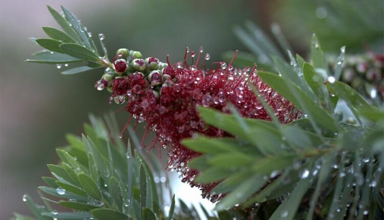 سری سی و نهم بک گراند های طبیعت   Nature Wallpapers