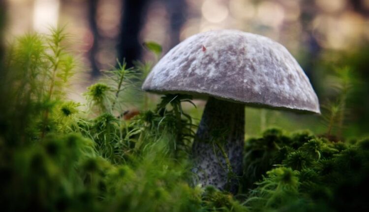 سری سی و نهم بک گراند های طبیعت   Nature Wallpapers