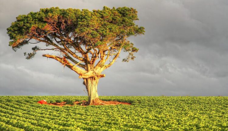 سری سی و نهم بک گراند های طبیعت   Nature Wallpapers