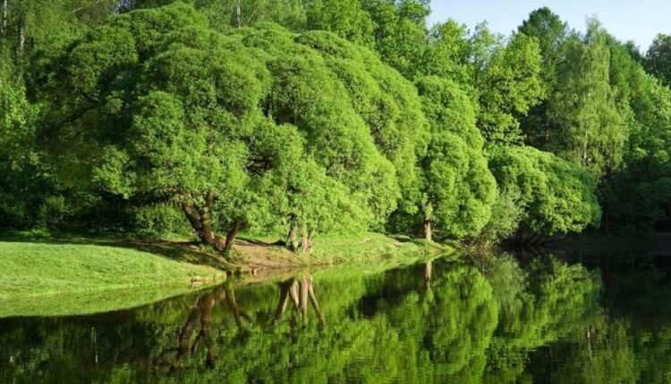 سری سی و نهم بک گراند های طبیعت   Nature Wallpapers