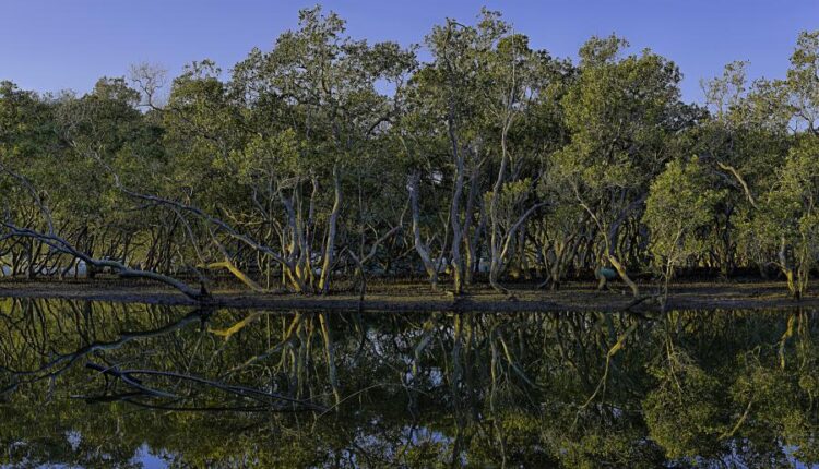 سری سی و نهم بک گراند های طبیعت   Nature Wallpapers