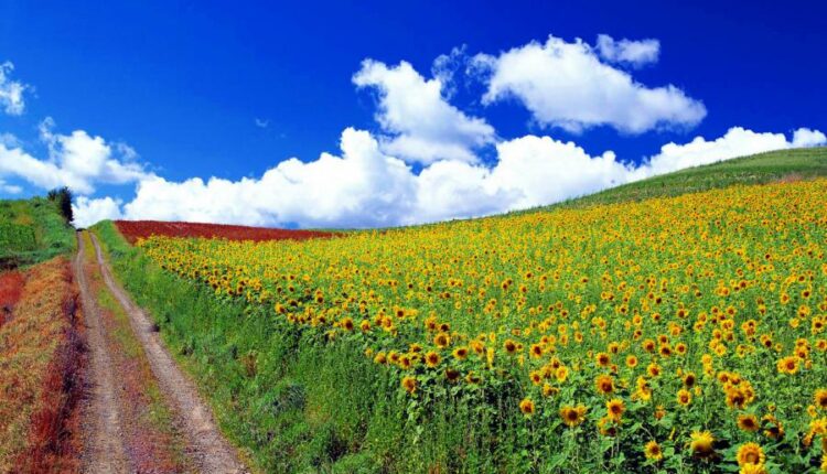 سری چهل و دوم عکس های زمینه طبیعت   Nature Wallpapers