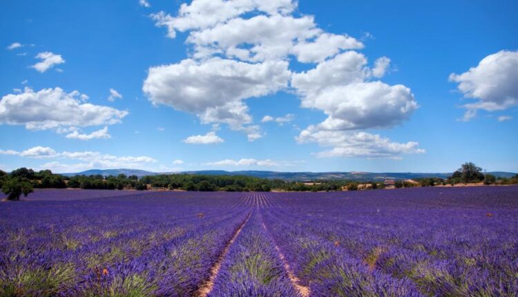 سری چهل و دوم عکس های زمینه طبیعت   Nature Wallpapers