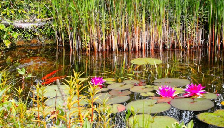 سری چهل و دوم عکس های زمینه طبیعت   Nature Wallpapers