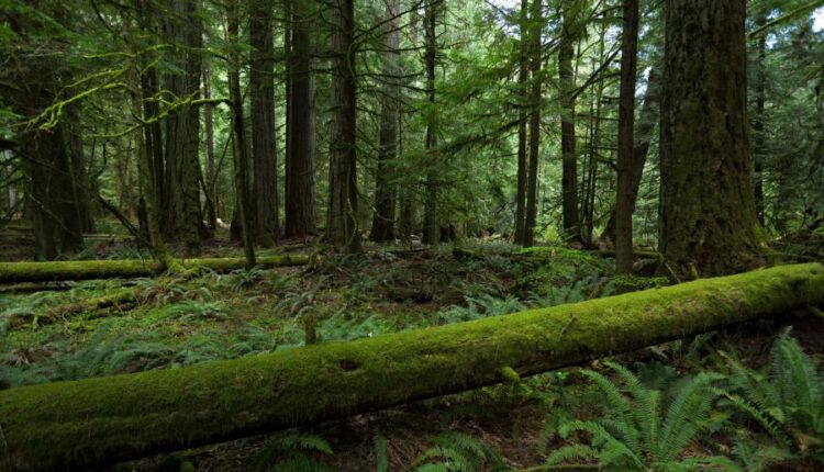 سری چهل و دوم عکس های زمینه طبیعت   Nature Wallpapers