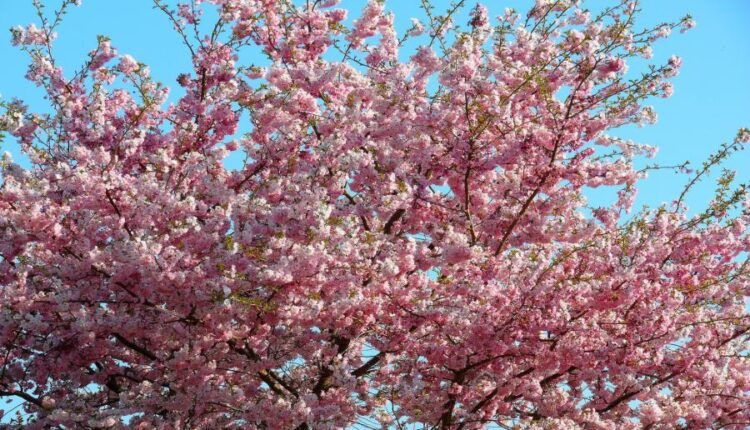 سری پنجاه و ششم عکس زمینه های با کیفیت طبیعت   Nature