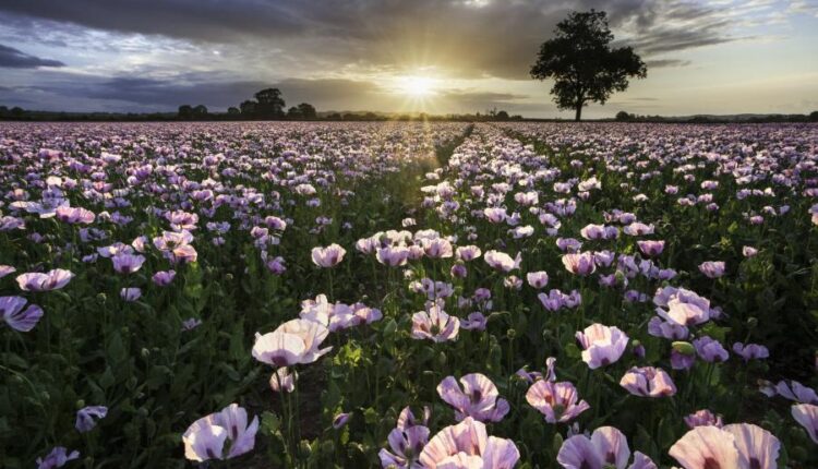 سری پنجاه و ششم عکس زمینه های با کیفیت طبیعت   Nature