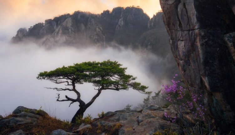 سری پنجاه و پنج تصویر زمینه های با کیفیت طبیعت   Nature