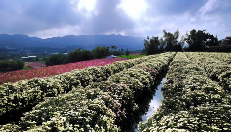 سری پنجاه و پنج تصویر زمینه های با کیفیت طبیعت   Nature