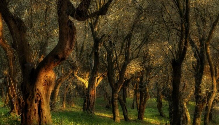 سری پنجاه و پنج تصویر زمینه های با کیفیت طبیعت   Nature