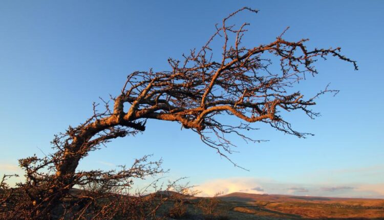 سری پنجاه و پنج تصویر زمینه های با کیفیت طبیعت   Nature