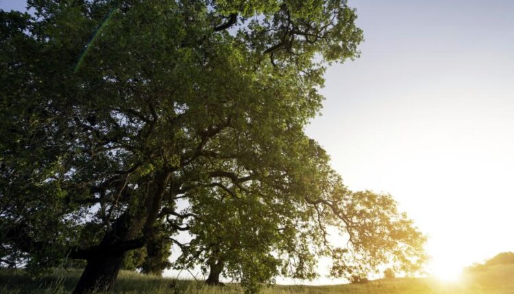 سری پنجاه و پنج تصویر زمینه های با کیفیت طبیعت   Nature