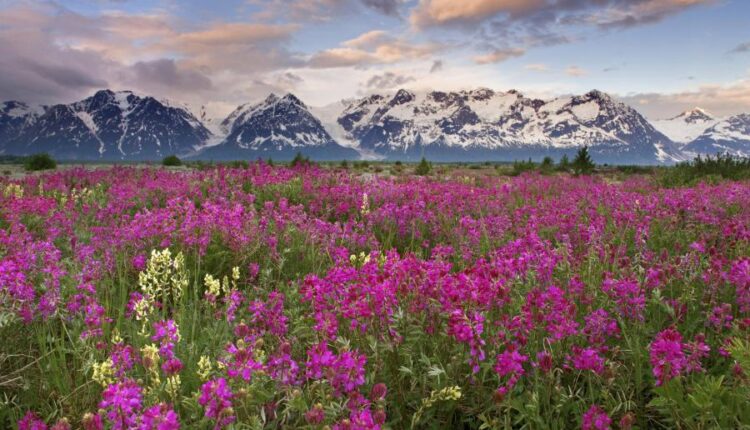 سری چهل و هفتم والپیپر های با کیفیت طبیعت   Nature Wallpapers