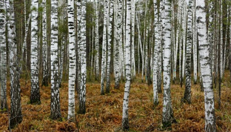 سری چهل و هفتم والپیپر های با کیفیت طبیعت   Nature Wallpapers