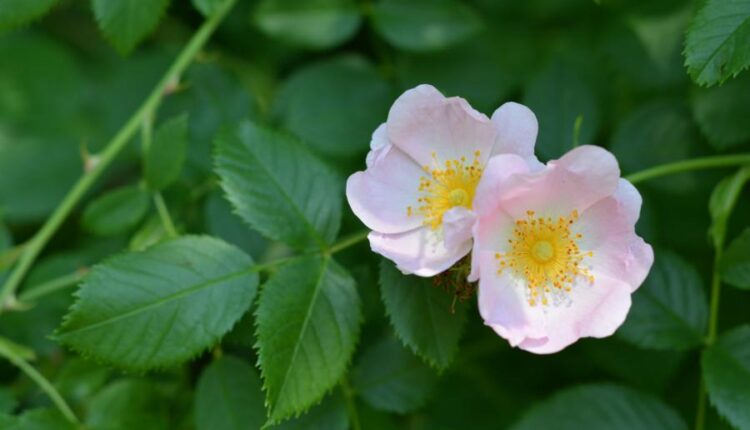 سری سی و پنجم عکس زمینه های جذاب   Beautiful Wallpapers