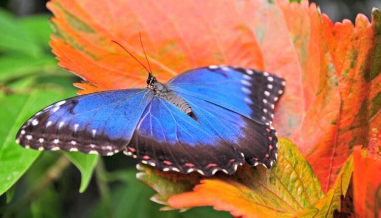 سری سی و پنجم عکس زمینه های جذاب   Beautiful Wallpapers