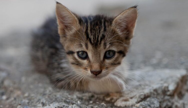 سری سی و هشتم تصویر زمینه های جذاب   Beautiful Wallpapers