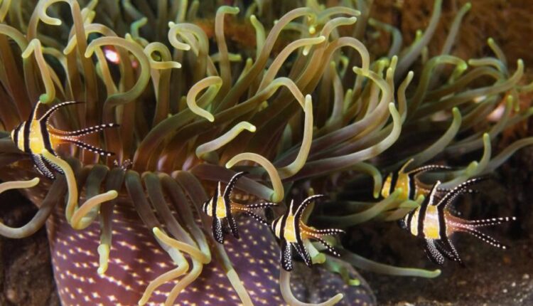 سری سی و هشتم تصویر زمینه های جذاب   Beautiful Wallpapers