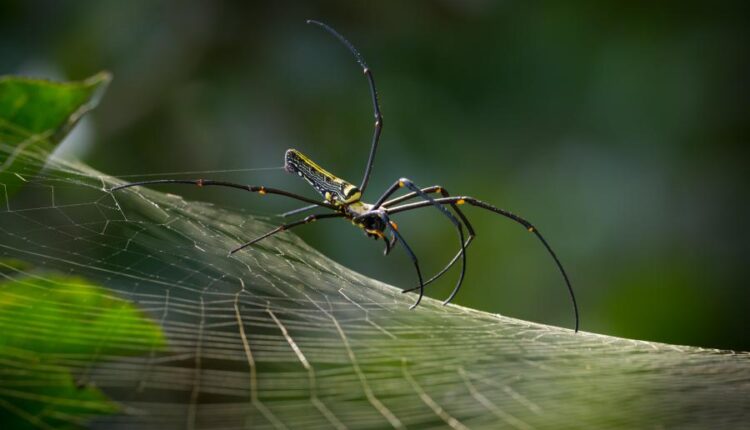 سری سی و هشتم تصویر زمینه های جذاب   Beautiful Wallpapers