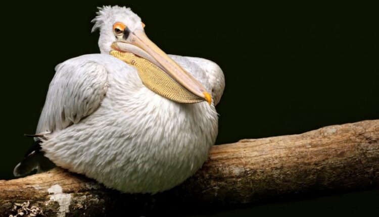 سری سی و هشتم تصویر زمینه های جذاب   Beautiful Wallpapers