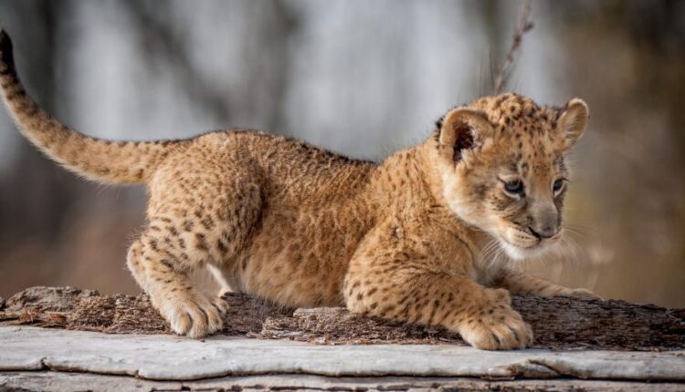 سری چهل و یکم والپیپر های جذاب   Beautiful Wallpapers