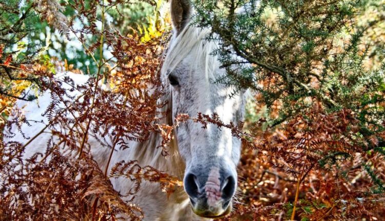 سری چهل و یکم والپیپر های جذاب   Beautiful Wallpapers