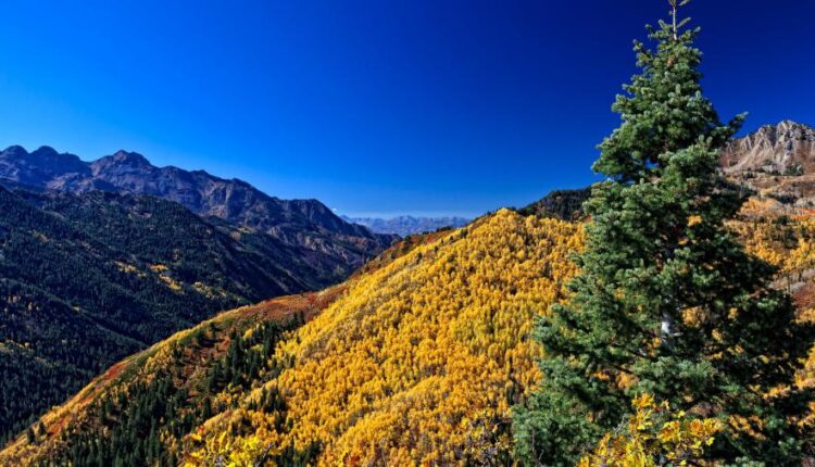 سری چهل و یکم والپیپر های جذاب   Beautiful Wallpapers