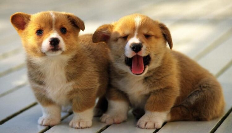 سری چهل و یکم والپیپر های جذاب   Beautiful Wallpapers