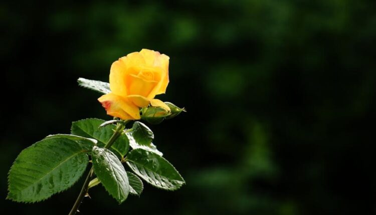 سری چهل و یکم والپیپر های جذاب   Beautiful Wallpapers