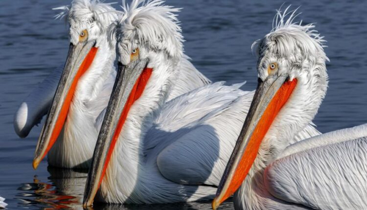 سری چهل و یکم والپیپر های جذاب   Beautiful Wallpapers