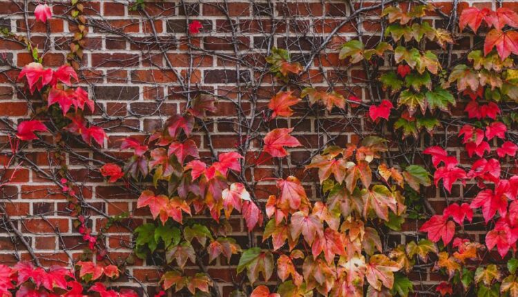 سری چهل و یکم والپیپر های جذاب   Beautiful Wallpapers