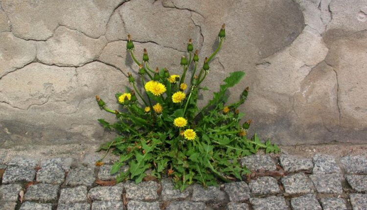 سری چهل و چهارم بک گراند های جذاب   Beautiful Wallpapers