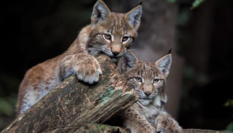 سری چهل و چهارم بک گراند های جذاب   Beautiful Wallpapers