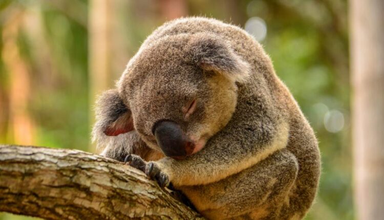 بک گراند کوالا