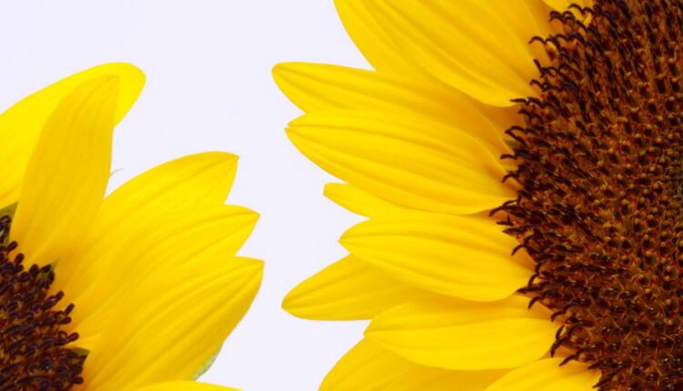 سری چهل و نهم عکس زمینه زیبا و جذاب   Beautiful Wallpapers