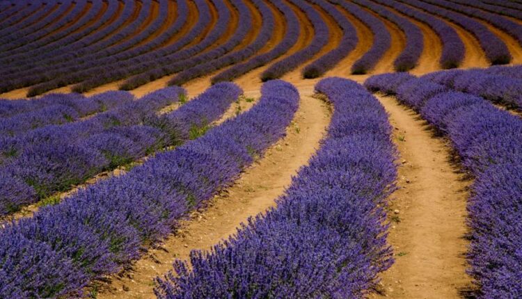 سری چهل و نهم عکس زمینه زیبا و جذاب   Beautiful Wallpapers