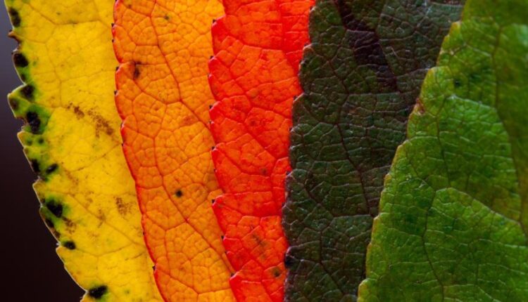 سری چهل و نهم عکس زمینه زیبا و جذاب   Beautiful Wallpapers