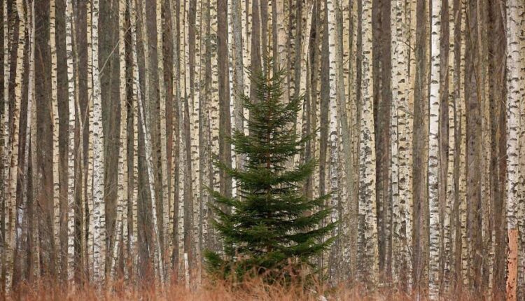 سری پنجاه والپیپر زیبا و جذاب   Beautiful Wallpapers