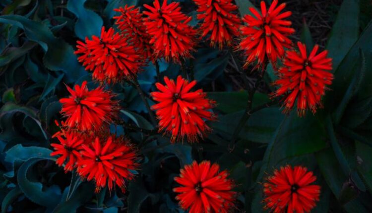 سری پنجاه والپیپر زیبا و جذاب   Beautiful Wallpapers