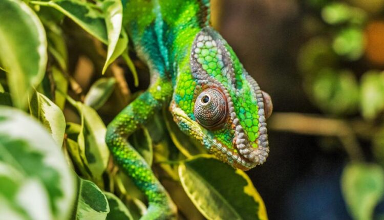 والپیپر حیوانات