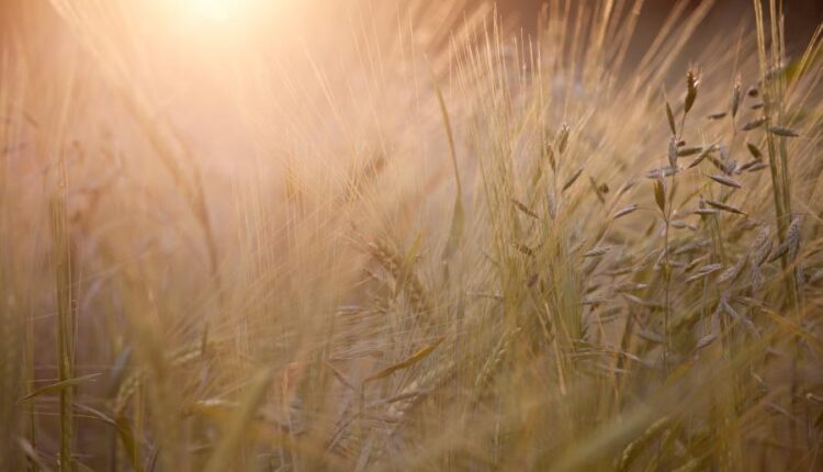 سری پنجاه و یک بک گراند زیبا و جذاب   Beautiful Wallpapers