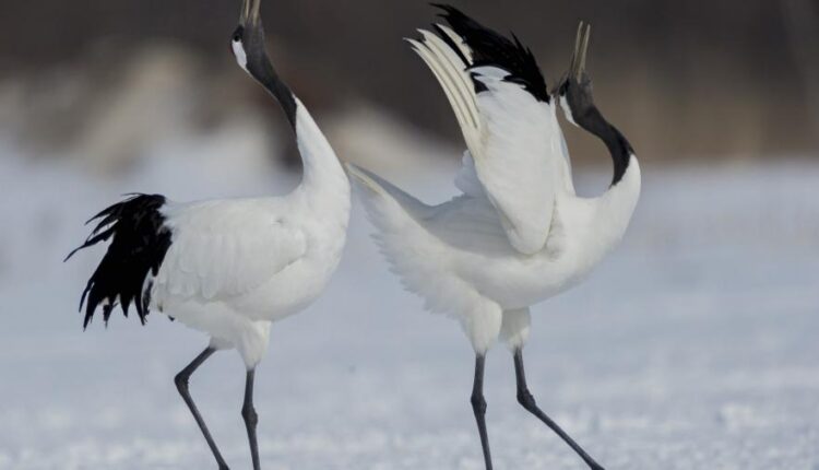 سری پنجاه و یک بک گراند زیبا و جذاب   Beautiful Wallpapers