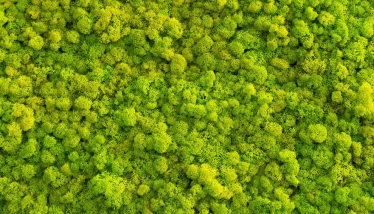 سری پنجاه و یک بک گراند زیبا و جذاب   Beautiful Wallpapers