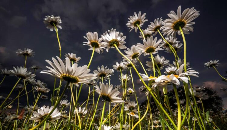 سری پنجاه و یک بک گراند زیبا و جذاب   Beautiful Wallpapers