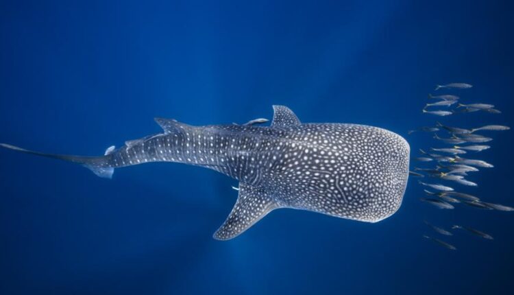 سری چهل و ششم تصویر زمینه زیبا و جذاب   Beautiful Wallpapers