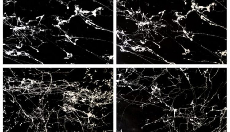 تکسچر بافت سنگ مرمر   Marble Backgrounds Textures